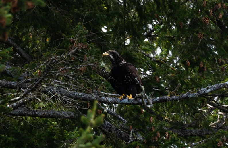 an eagle is perched on top of a nch