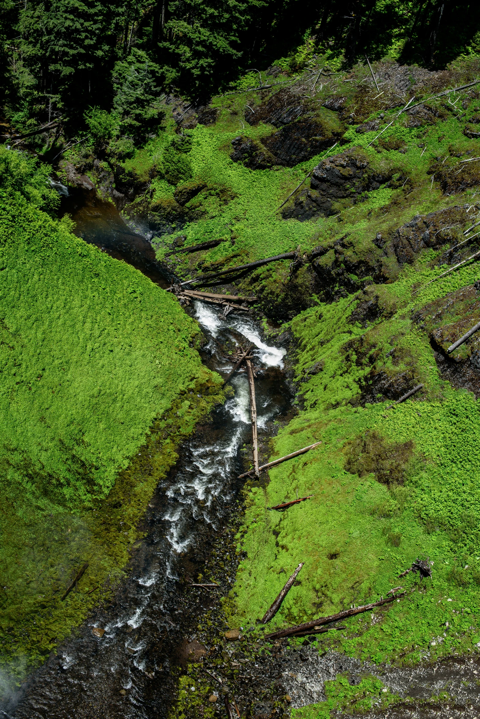 there is a small stream next to some trees