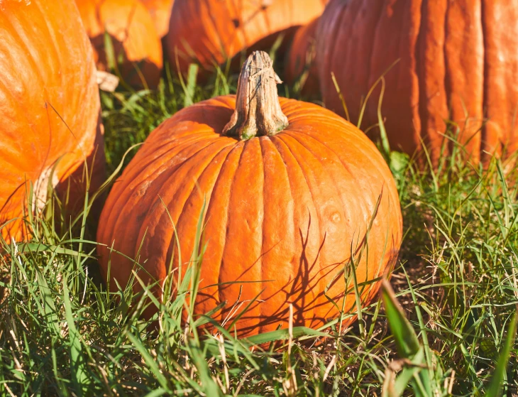 some very big pumpkins laying in the grass