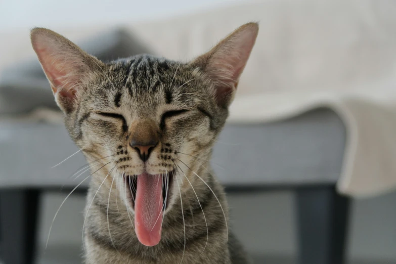 a cat with its mouth open and it's tongue hanging out