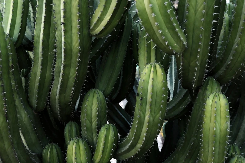 several large green cactus plants with small leaves