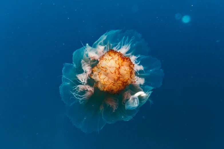 a clear blue jelly fish swimming across water
