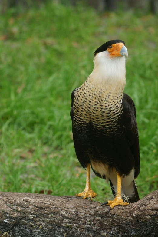 a bird with a yellow  on a log