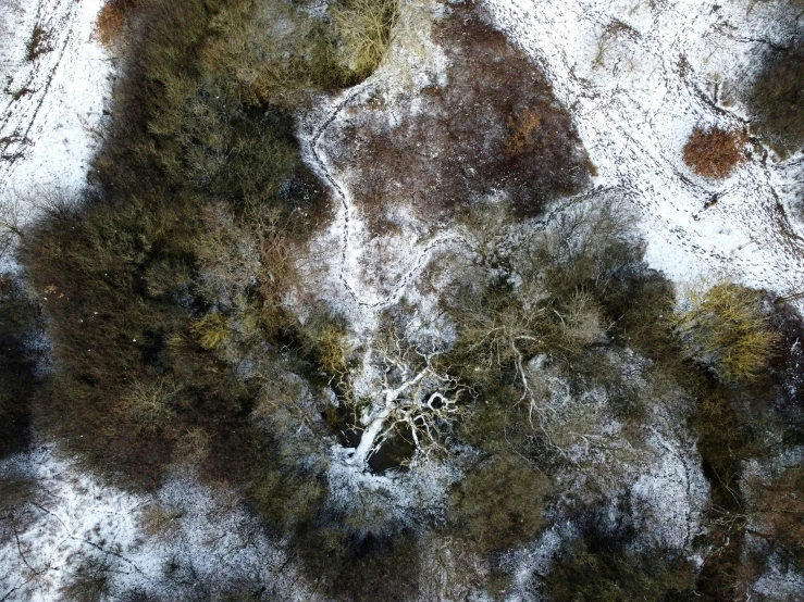 top down view of snow covered area and pine trees