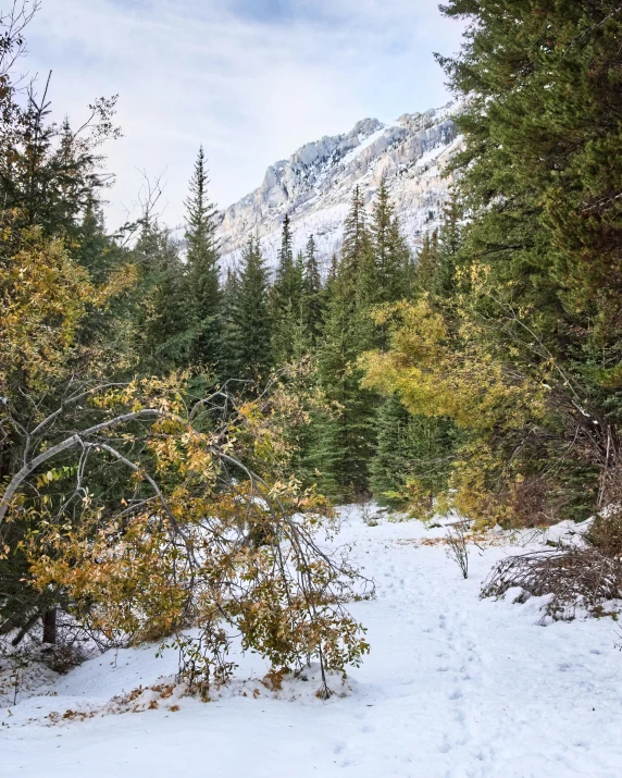 a trail that is surrounded by trees on the side of a hill