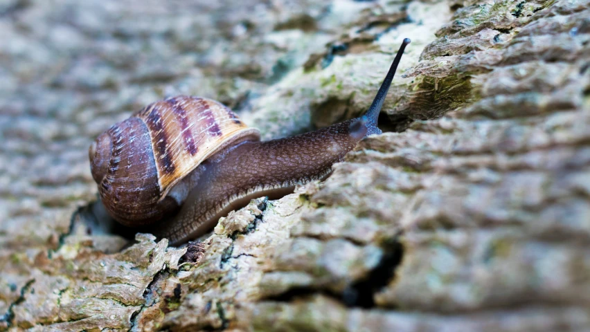 a small snail crawling through a wooden surface