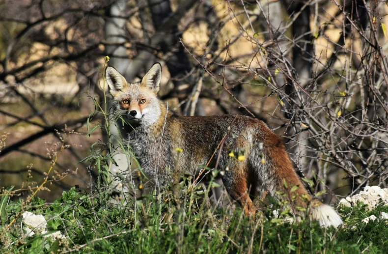 the fox is looking out from among the trees