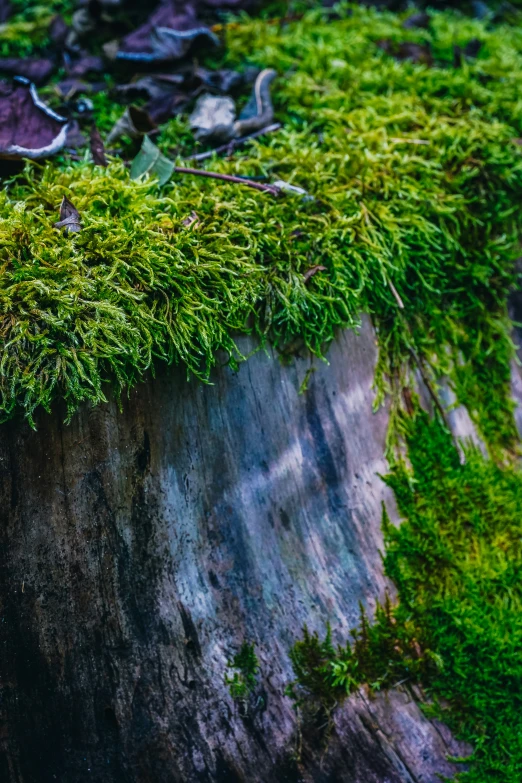 some plants growing out of the moss on a tree trunk