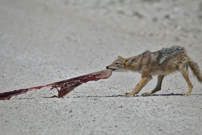 a little animal walking across a beach with a y thing in its mouth