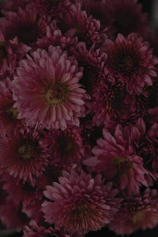 a large cluster of purple flowers are close together