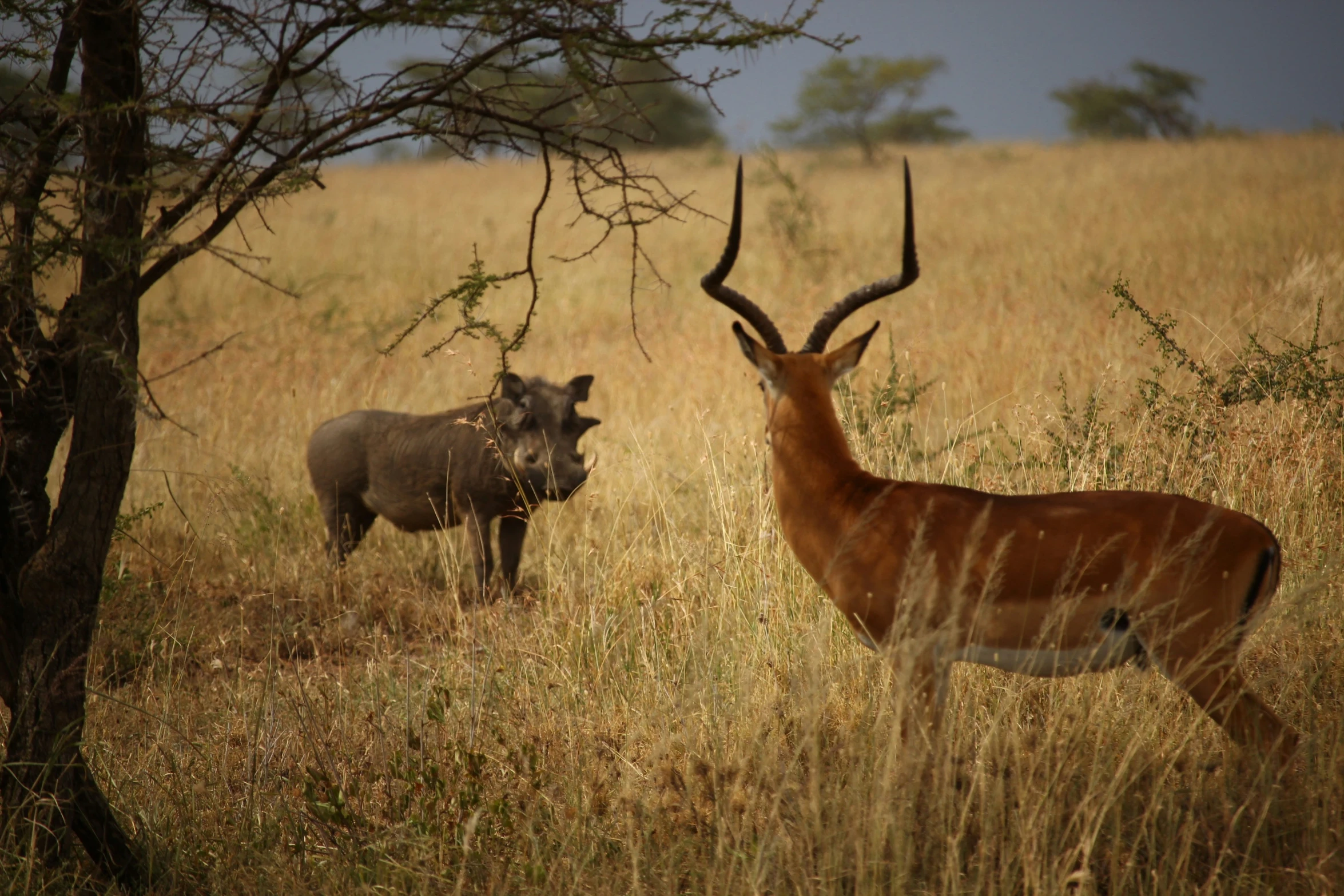 a deer and rhino in the african savannah