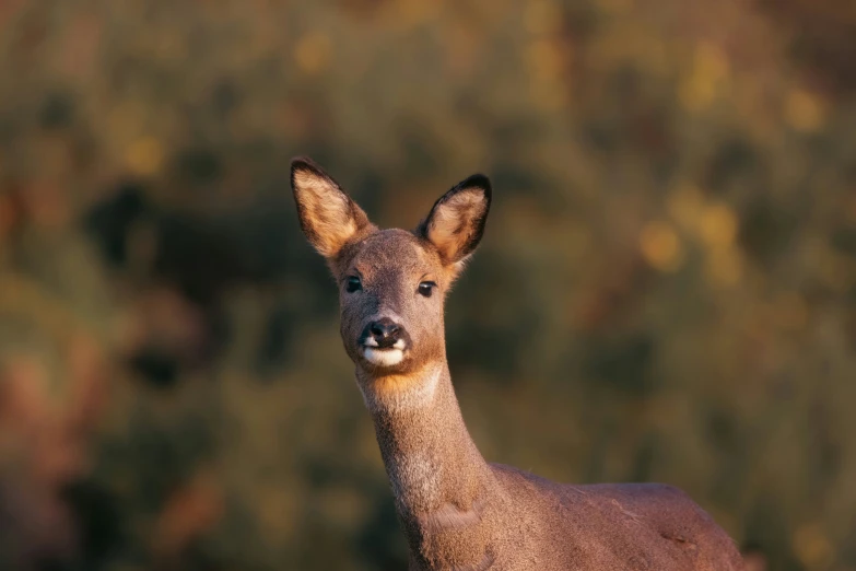 an animal with a surprised look on its face