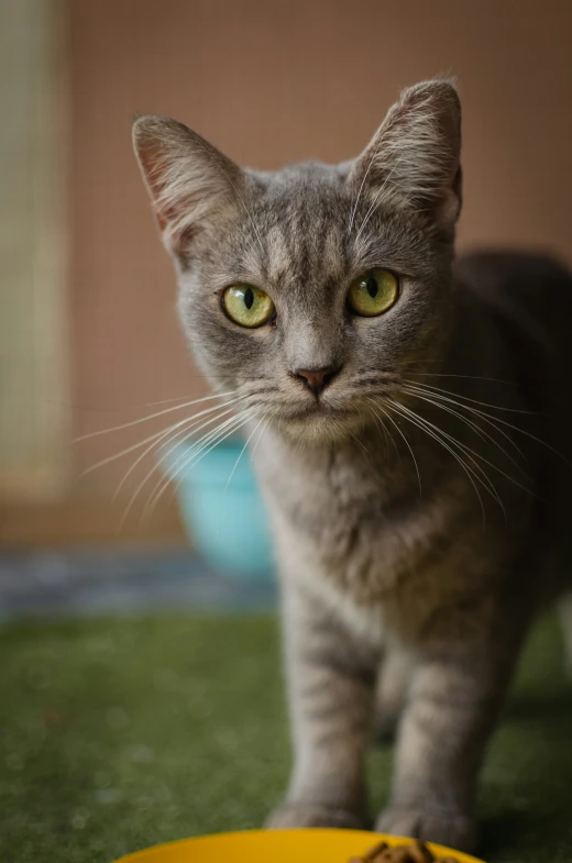 the cat looks at the camera as it stands beside a bowl