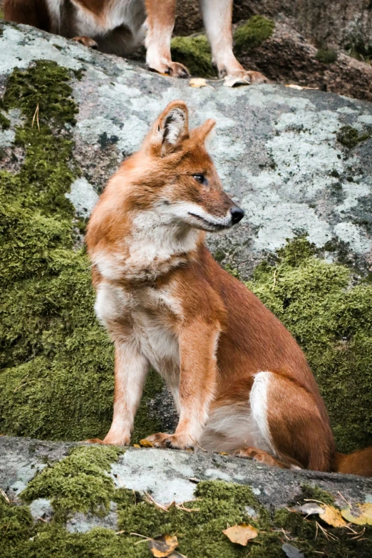 a dog sitting on a rock covered in moss