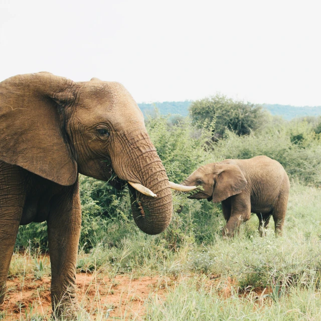 a couple of elephants in a field near some trees