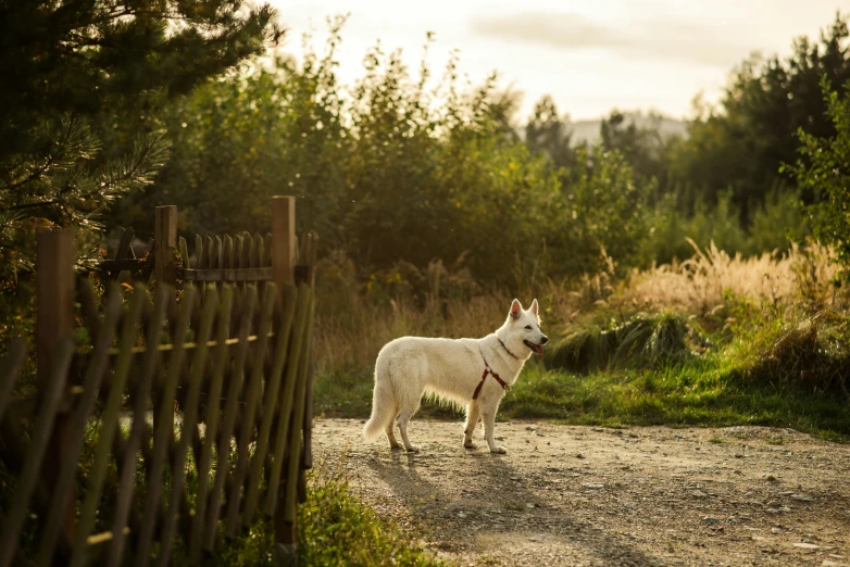 the dog is waiting for its master