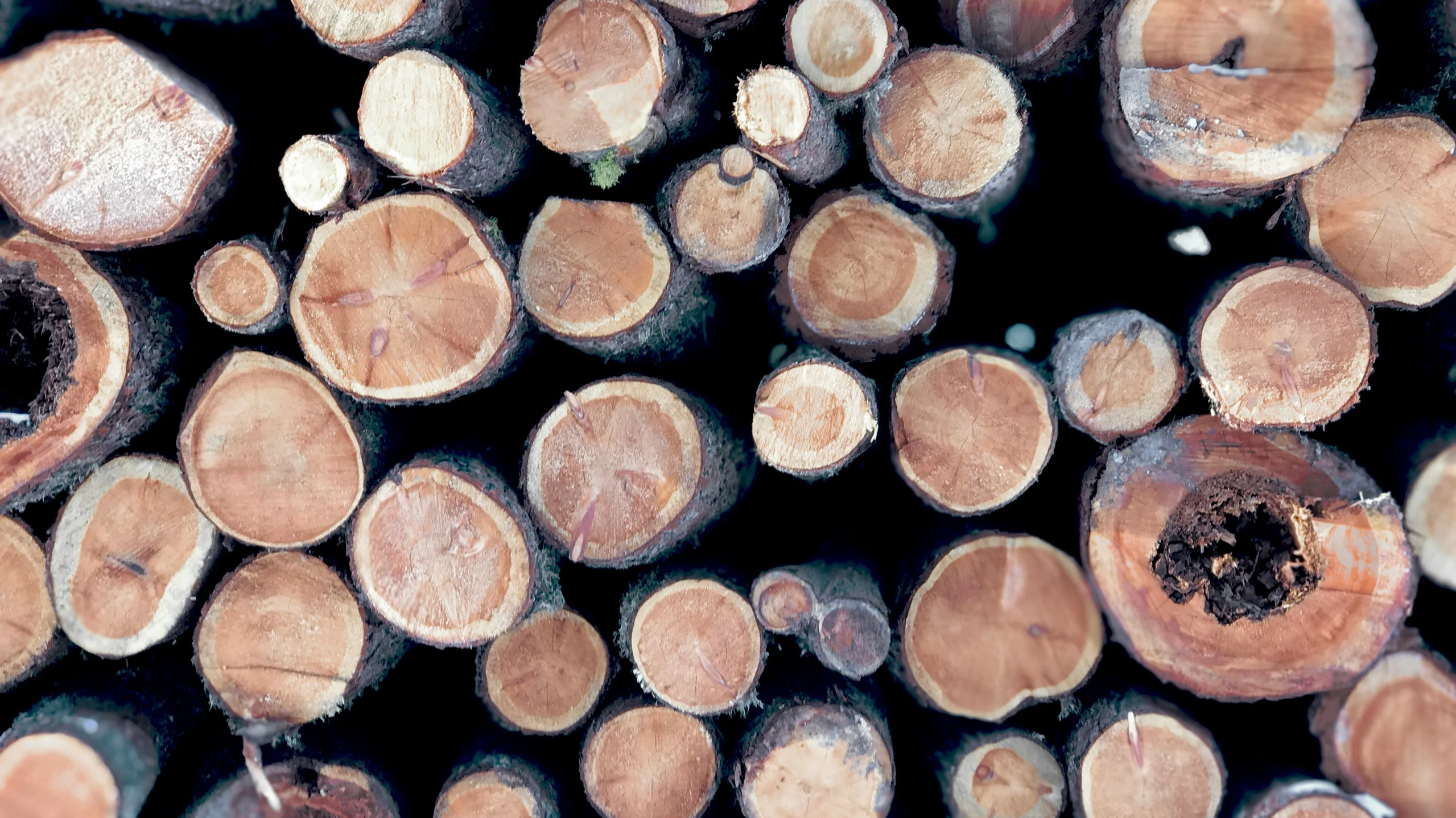 closeup po of many cut tree trunks