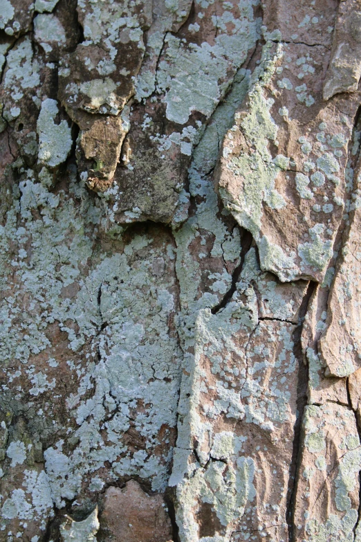 a close up view of rock formations with moss growing on them