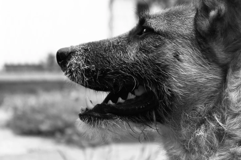 a very large furry dog with big teeth