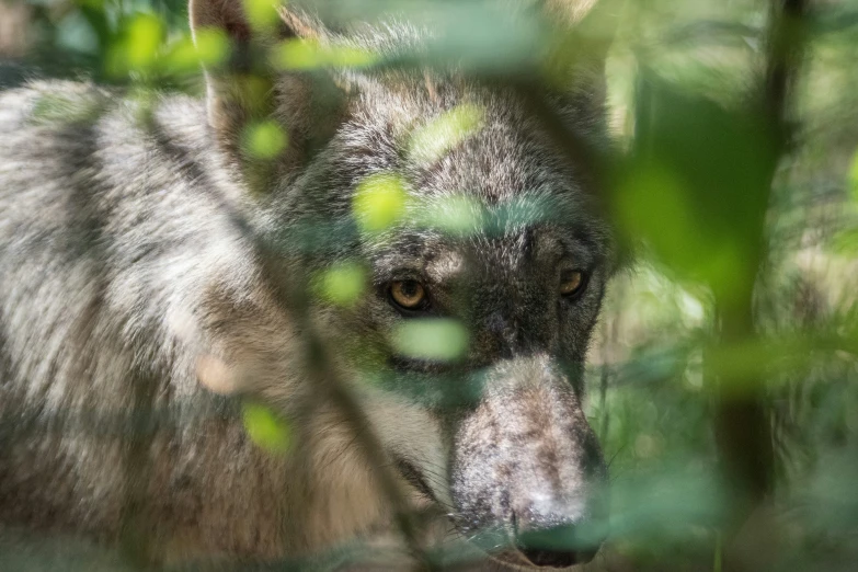 a black wolf behind the nches looking for food