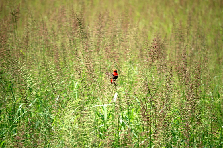 a red bird sits in a field of tall grass