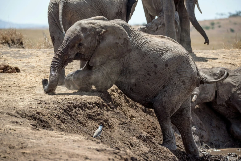 three elephants playing in the sand near the water