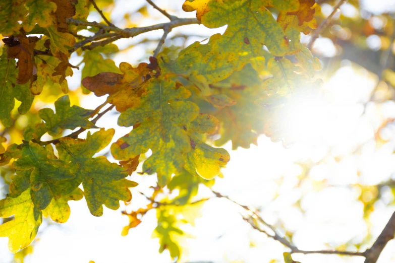 a leafy tree nch that has yellow and green leaves