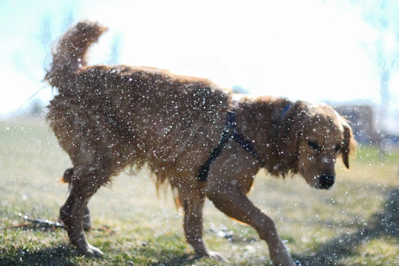 there is a dog that is walking through the yard