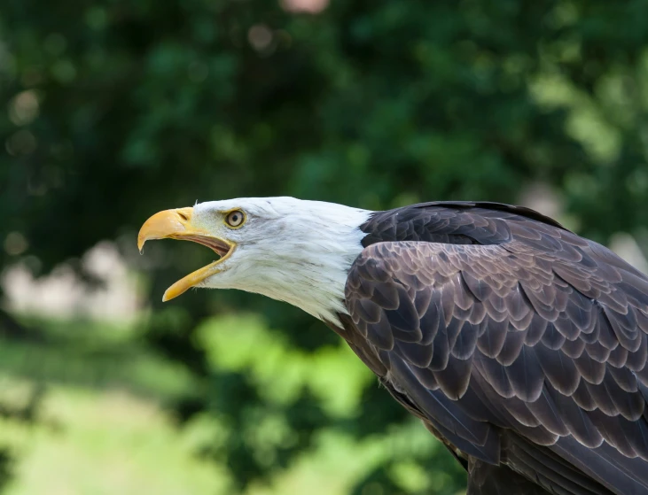the large eagle has an extremely sharp beak