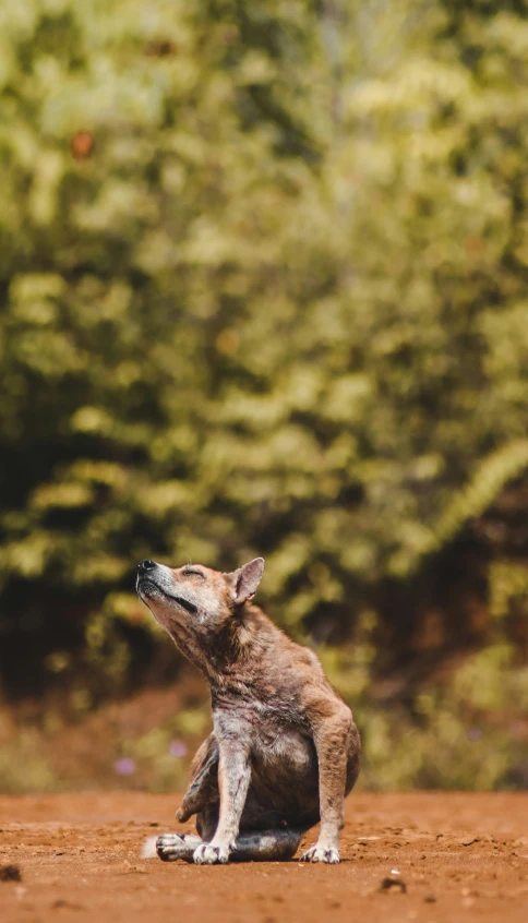 a dog sitting on the ground in front of trees