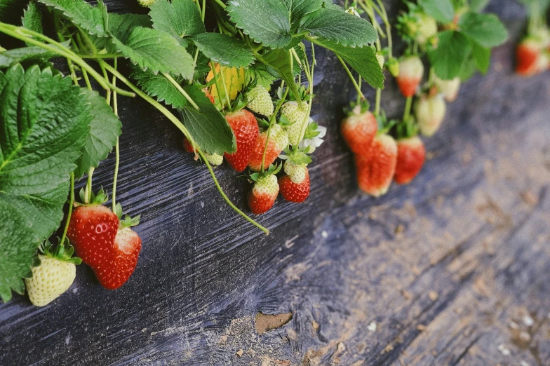 strawberries growing on a nch line on a wooden surface