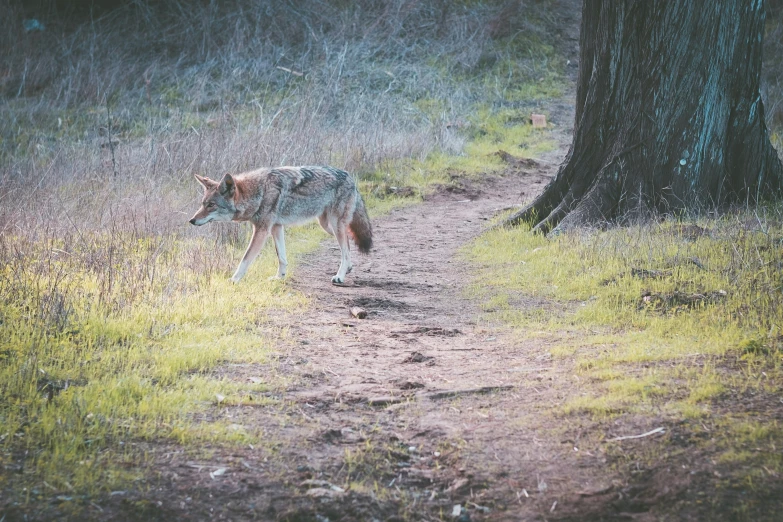 a wolf walking in the woods looking for food
