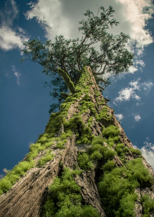 tree top that has some green plants on it