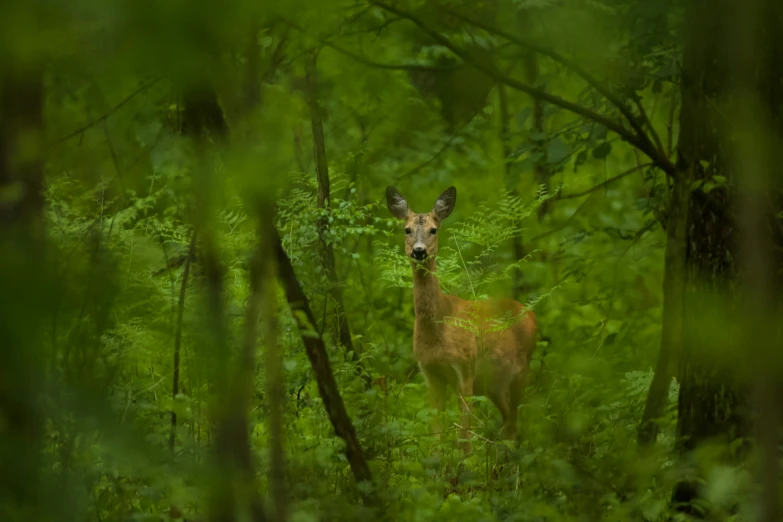 a deer is standing in the middle of a forest