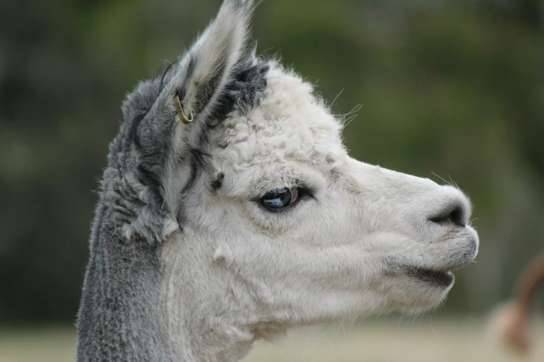 an image of a llama staring at soing that is in the air