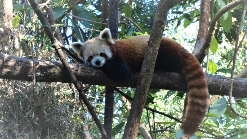 a panda bear sleeping on a tree nch