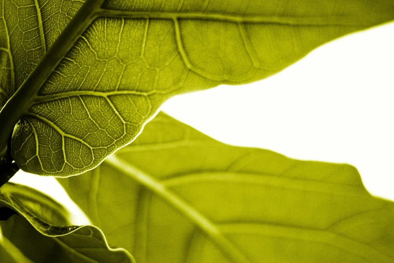 green leaf with white background showing the shadows