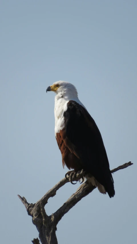 a bald eagle sitting on the nches of a tree