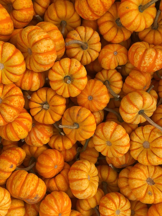 large group of small pumpkins arranged in a pile