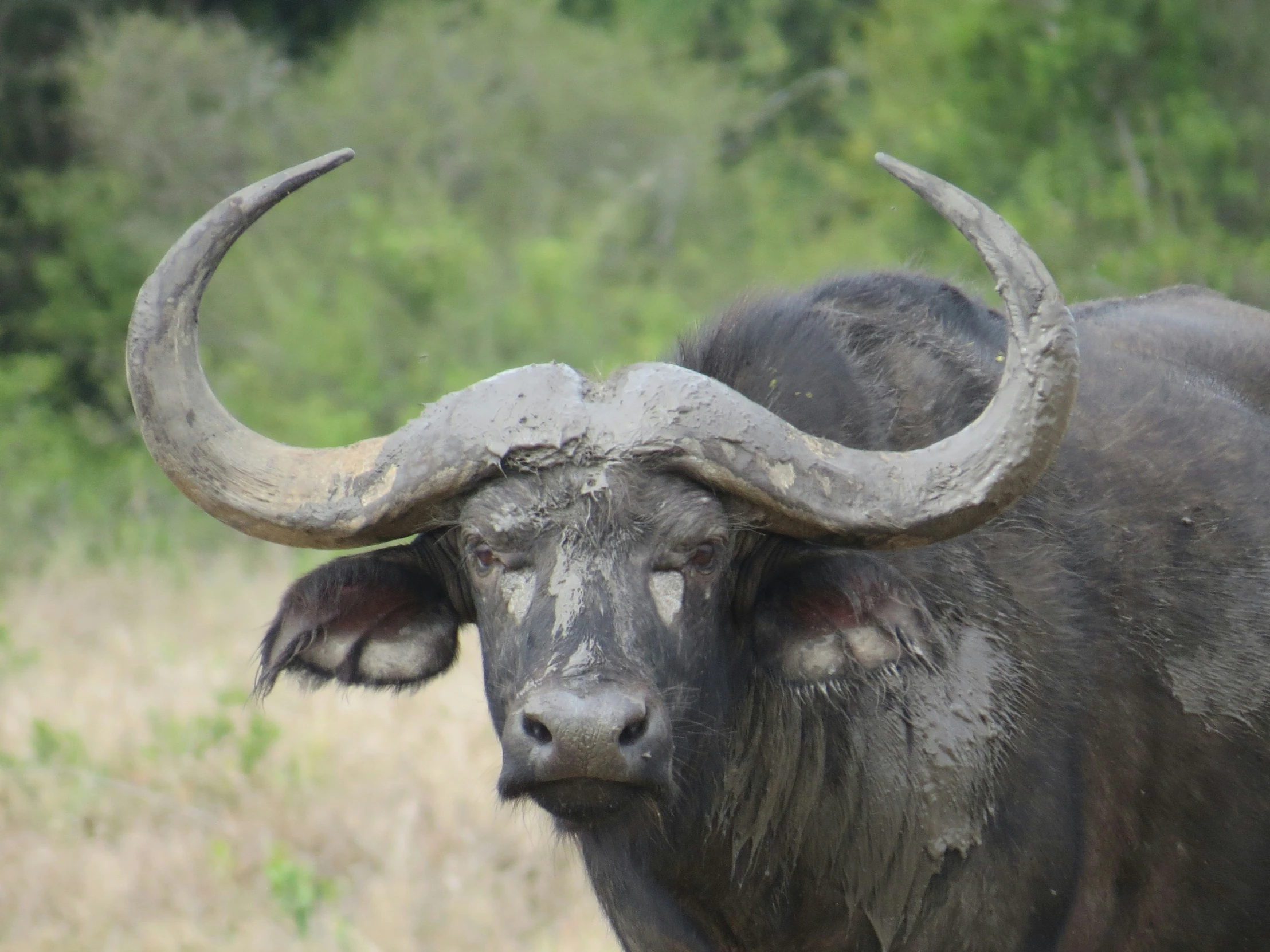a large bull with massive horns standing in a field