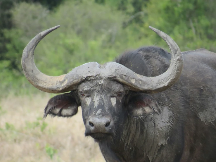 a large bull with massive horns standing in a field