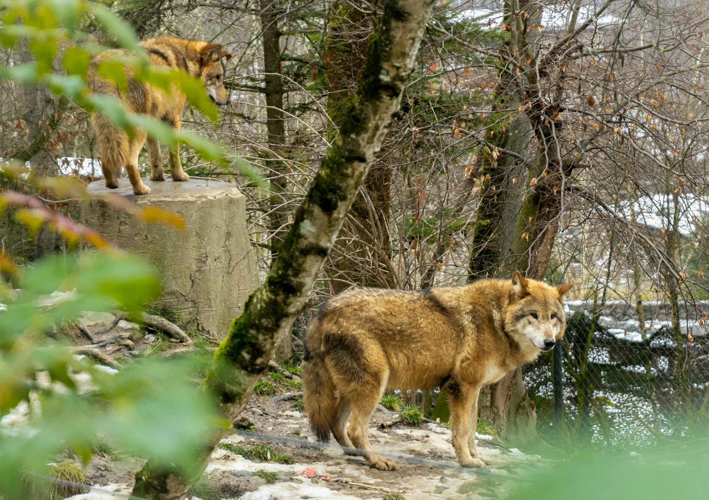 a large wolf standing on top of a rock wall