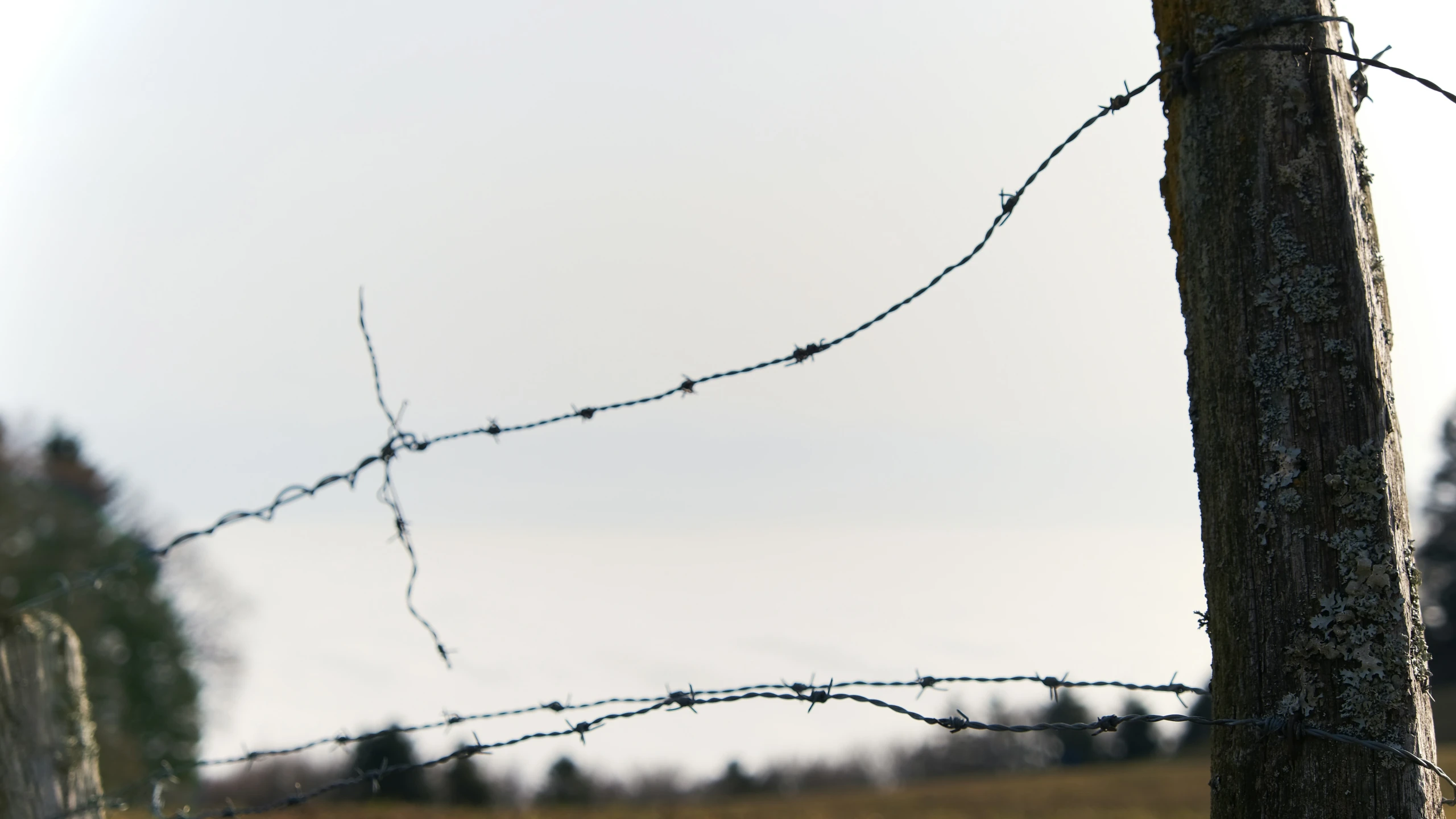 a large, skinny bird perched on a barbed wire fence