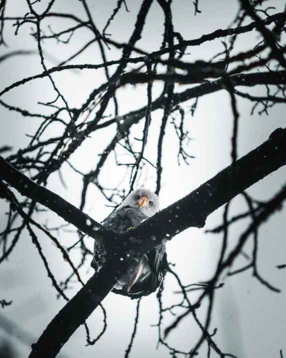 an owl is perched on a bare nch