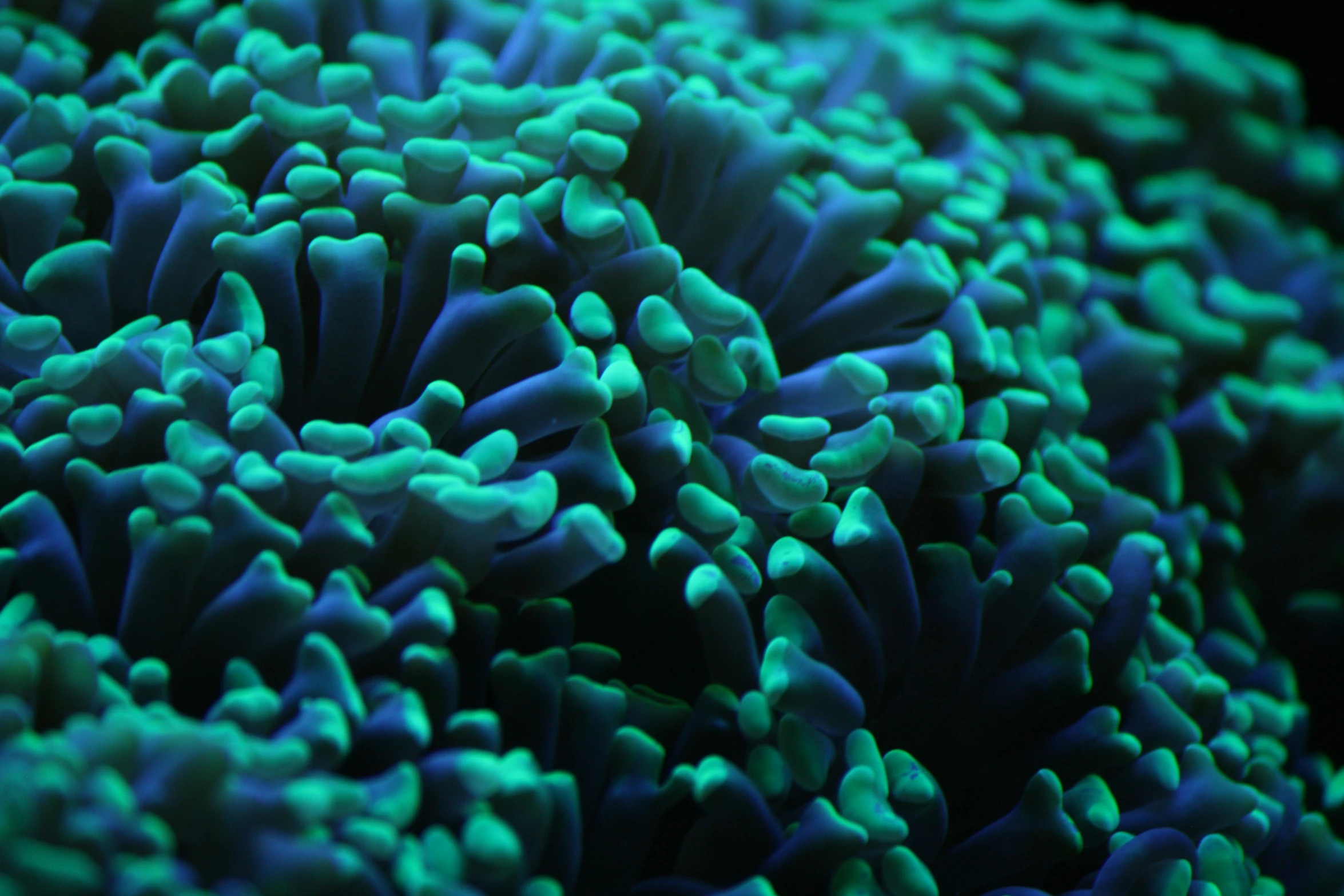 a large coral with multiple blue and green bubbles
