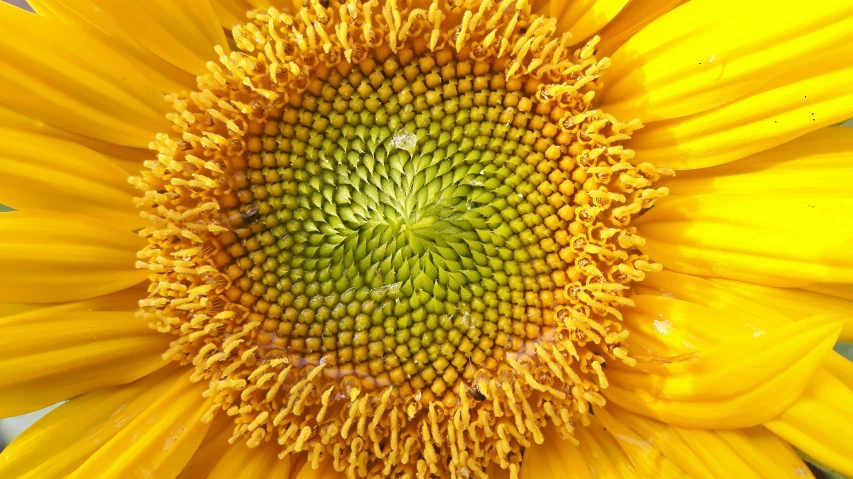 a close up view of the inside of a yellow sunflower