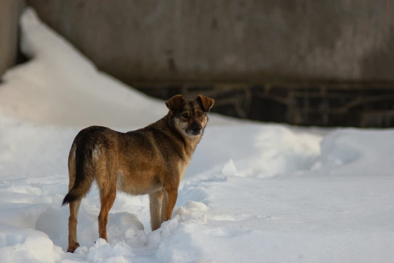 a dog standing in the snow near some mounds of snow