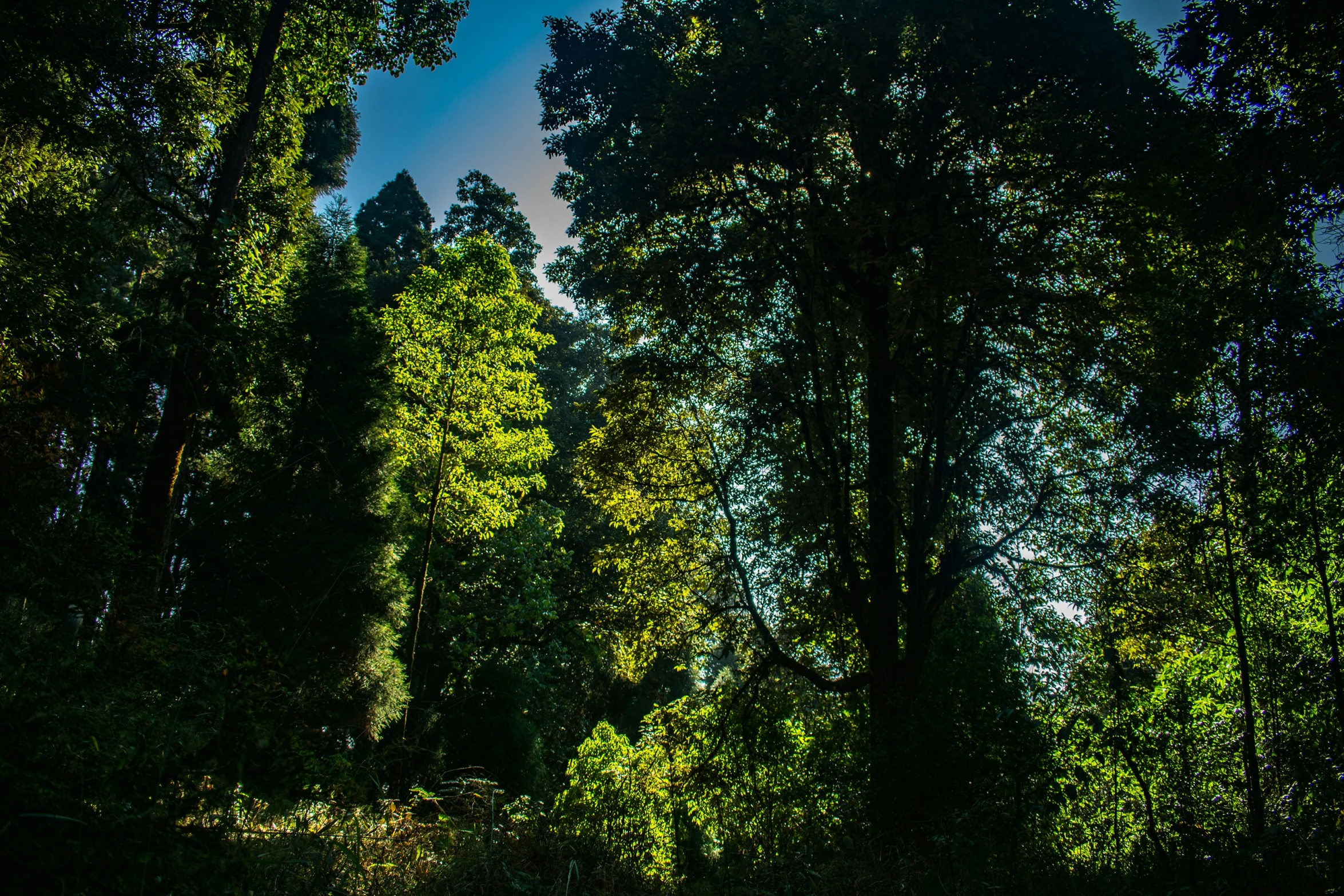 sun shining through trees in a forest setting