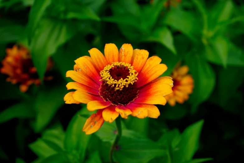 the center of a bright, flowery bloom with green leaves in the background