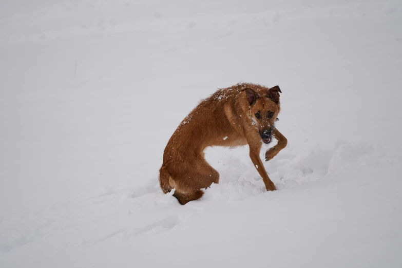 a large dog is playing with the snow